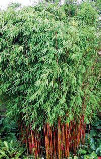 Fargesia nitida ‘Jiuzhaigou’